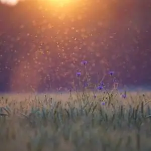 cornflowers