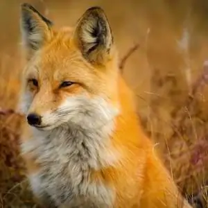 fox